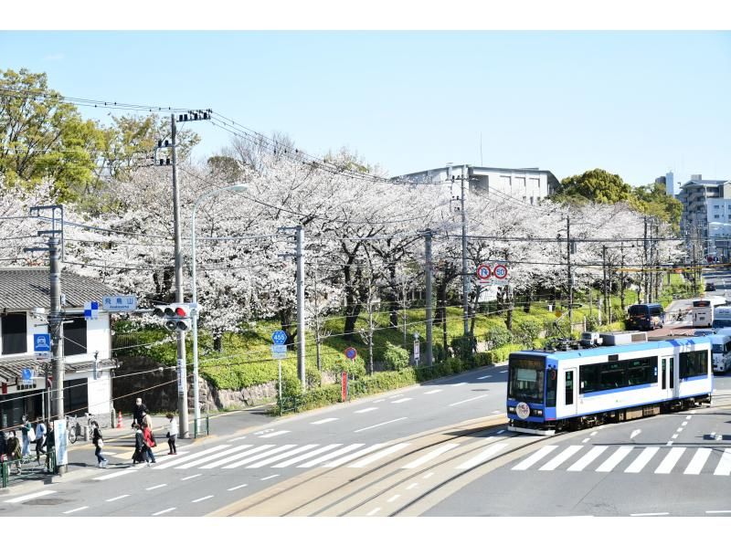 [Tokyo, Oji] Experience sake tasting at a historic sake brewery that is an important cultural property, enjoy cherry blossom viewing in a premium seat, and enjoy a cherry blossom viewing lunch!の紹介画像