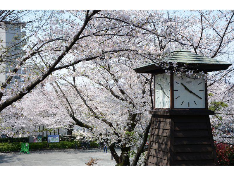 [Tokyo, Oji] Experience sake tasting at a historic sake brewery that is an important cultural property, enjoy cherry blossom viewing in a premium seat, and enjoy a cherry blossom viewing lunch!の紹介画像