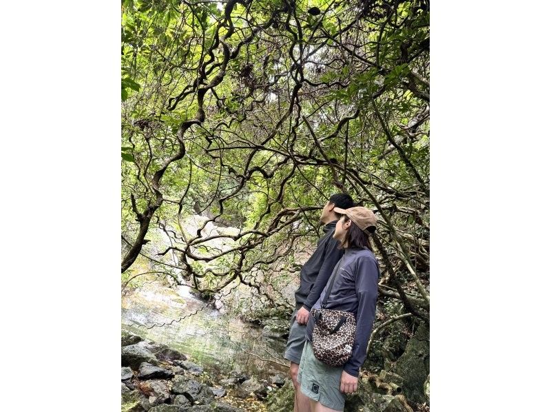 【鹿児島・奄美】北部〜名瀬エリア送迎可能！ “1組貸切” おひとりご参加OK、女性ガイドが案内する ＜1日＞ネイチャーヒーリングツアーの紹介画像