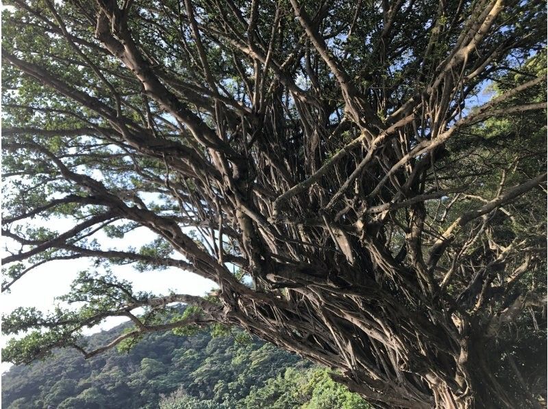 【鹿児島・奄美】1名様から参加可能の1組貸切！女性ガイドが案内する 1日ネイチャーヒーリングツアー（送迎付き）の紹介画像