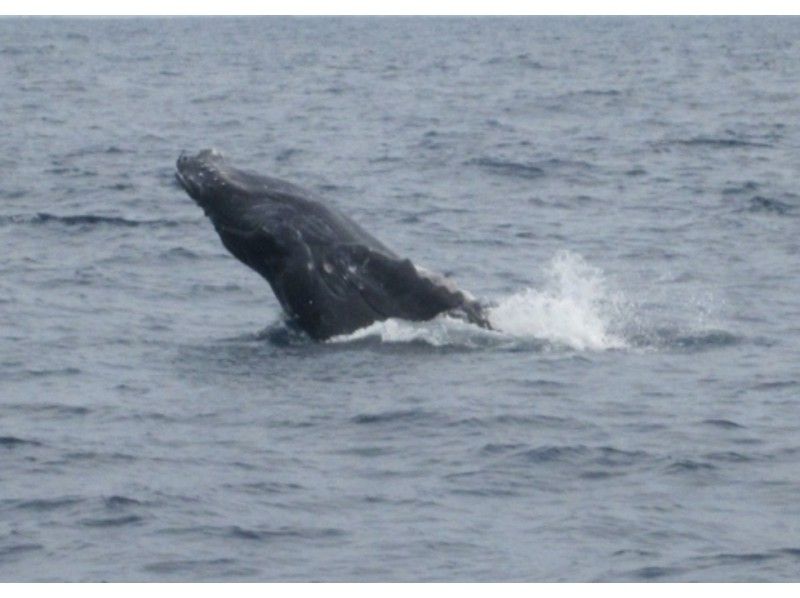 [冲绳庆良间群岛]鲸鱼观赏（3小时）团体受到包船的欢迎！の紹介画像