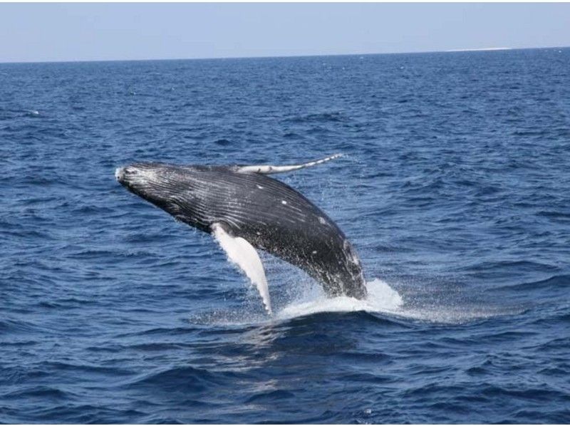 [หมู่เกาะโอกินาว่าKerama] การดูฝูงปลาวาฬ(3 ชั่วโมง) ต้อนรับด้วยเรือเหมาลำอย่างสะดวกสบาย!の紹介画像