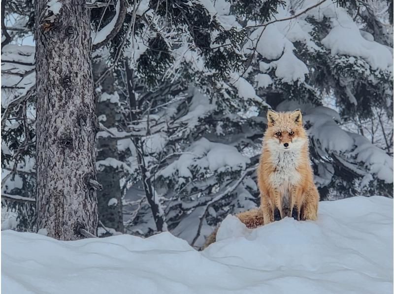 【北海道・富良野】初心者歓迎！スノーシューでしか行けない大雪山の秘境体験＆温泉の癒しの紹介画像
