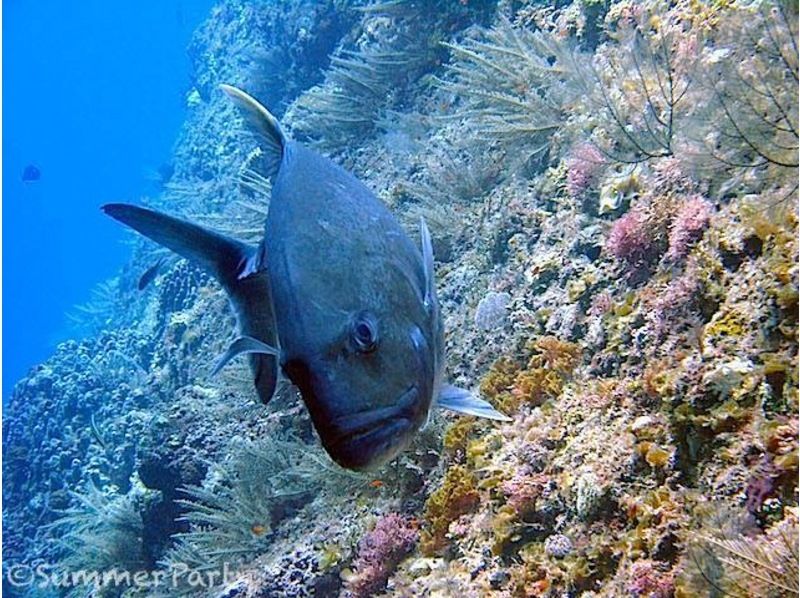 【沖縄・宮古島】地形を潜るFUNダイビング1日ツアー（2DIVE）カメラ・ライト・コンピューター無料レンタル！の紹介画像
