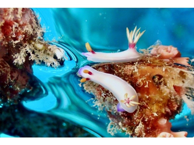 【沖縄・宮古島】地形を潜るFUNダイビング1日ツアー（2DIVE）カメラ・ライト・コンピューター無料レンタル！の紹介画像