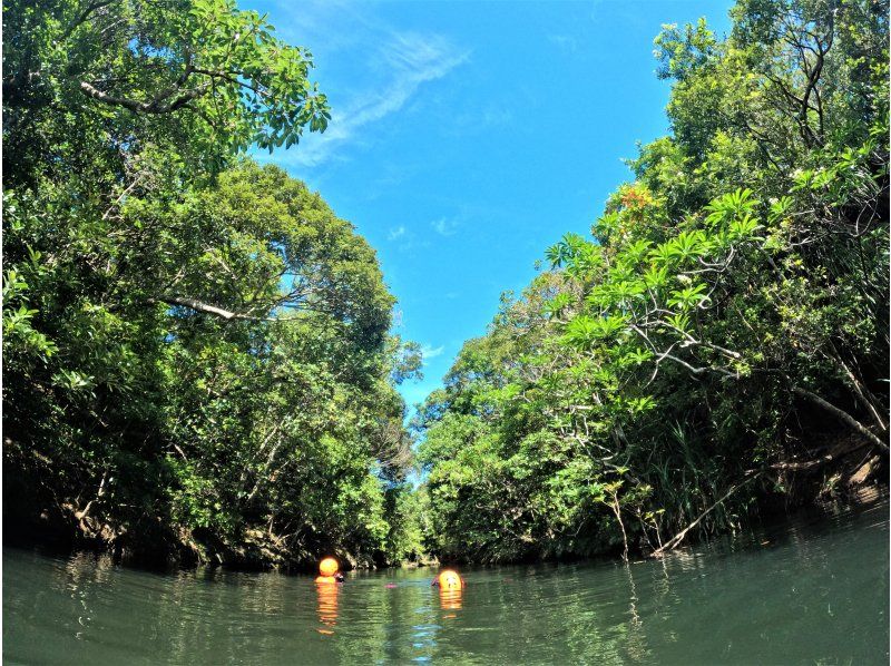 【西表島】亜熱帯の島体験「１日森林浴ツアー」通年。初心者歓迎。ゆったりまったり！グループ割・昼食付・竹富島や石垣島からの日帰りOK（6時間）の紹介画像