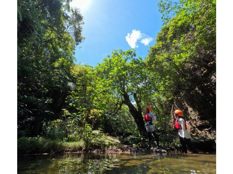 【西表島】亜熱帯の島体験「１日森林浴ツアー」通年。初心者歓迎。ゆったりまったり！グループ割・昼食付・竹富島や石垣島からの日帰りOK（6時間）の紹介画像
