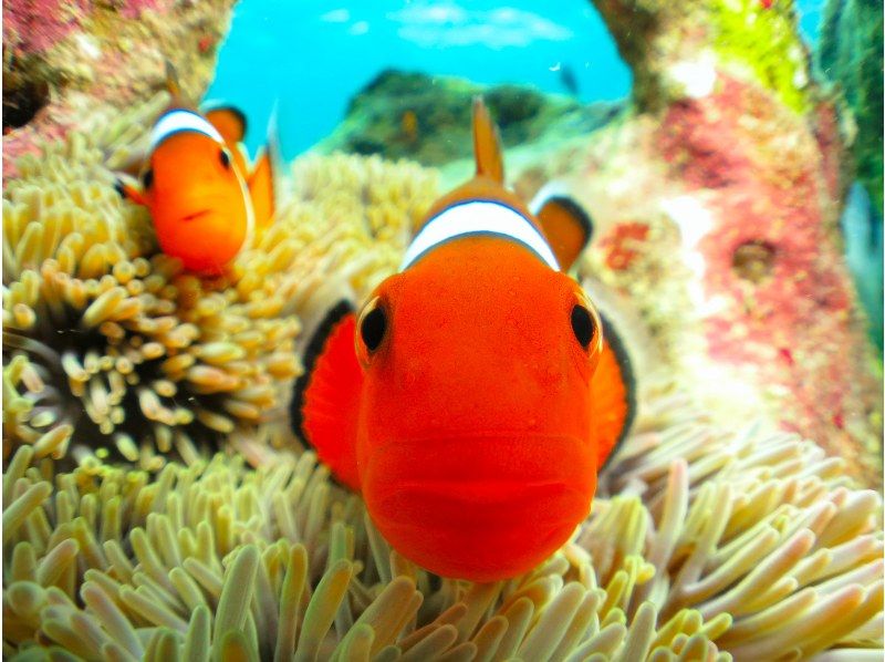 [Okinawa, Onna Village] Clownfish Paradise Snorkeling ♪ Let's go see Nemo in the coral village (Easy boat transportation / Guide is fully reserved so beginners can feel safe)の紹介画像