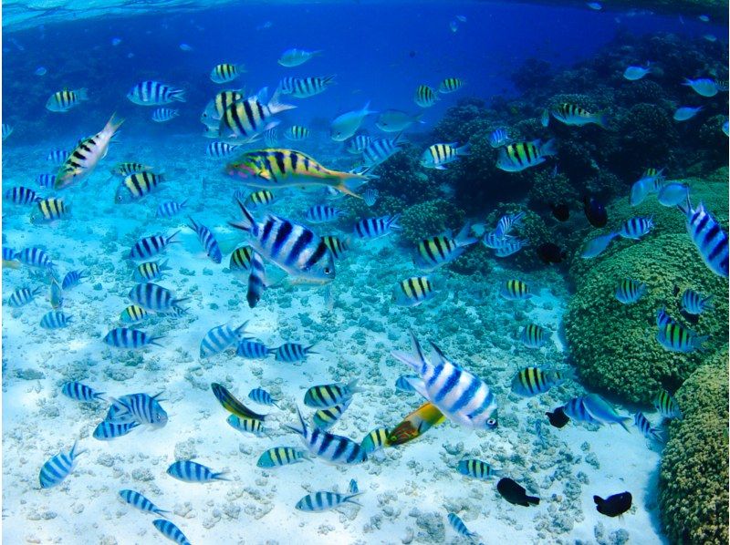 [Okinawa, Onna Village] Clownfish Paradise Snorkeling ♪ Let's go see Nemo in the coral village (Easy boat transportation / Guide is fully reserved so beginners can feel safe)の紹介画像