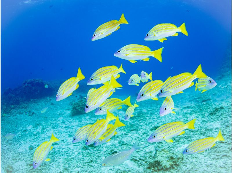 [Okinawa, Onna Village] Clownfish Paradise Snorkeling ♪ Let's go see Nemo in the coral village (Easy boat transportation / Guide is fully reserved so beginners can feel safe)の紹介画像