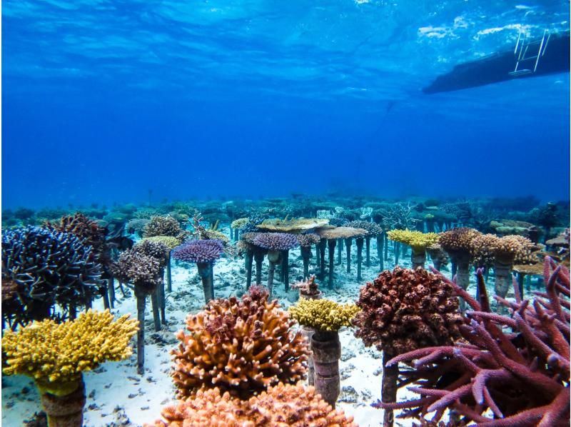 [Okinawa, Onna Village] Clownfish Paradise Snorkeling ♪ Let's go see Nemo in the coral village (Easy boat transportation / Guide is fully reserved so beginners can feel safe)の紹介画像