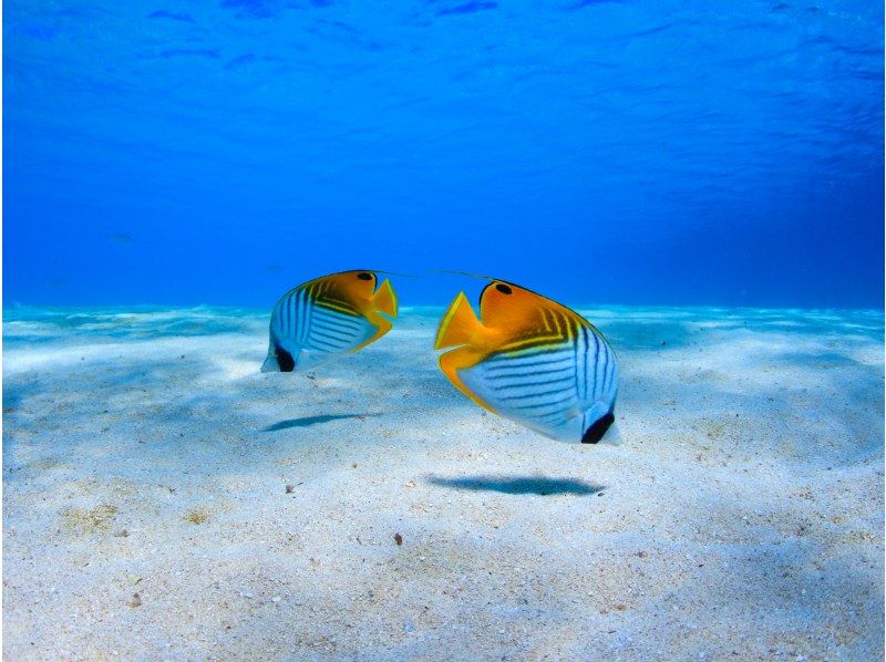 [Okinawa, Onna Village] Clownfish Paradise Snorkeling ♪ Let's go see Nemo in the coral village (Easy boat transportation / Guide is fully reserved so beginners can feel safe)の紹介画像