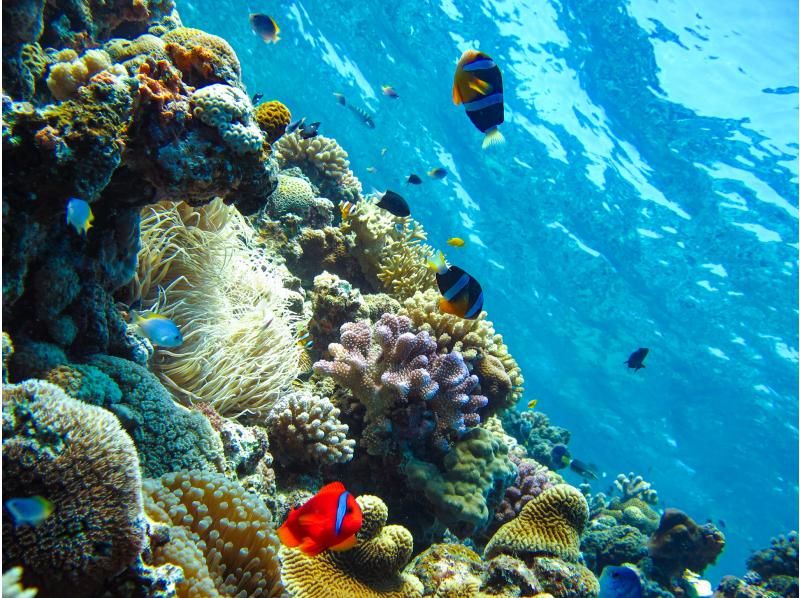 [Okinawa, Onna Village] Clownfish Paradise Snorkeling ♪ Let's go see Nemo in the coral village (Easy boat transportation / Guide is fully reserved so beginners can feel safe)の紹介画像