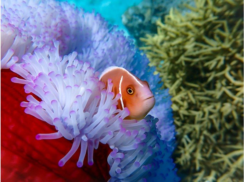 [Okinawa, Onna Village] Clownfish Paradise Snorkeling ♪ Let's go see Nemo in the coral village (Easy boat transportation / Guide is fully reserved so beginners can feel safe)の紹介画像