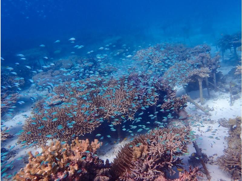 [Okinawa, Onna Village] Clownfish Paradise Snorkeling ♪ Let's go see Nemo in the coral village (Easy boat transportation / Guide is fully reserved so beginners can feel safe)の紹介画像