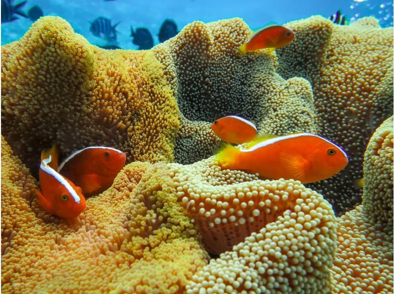 [Okinawa, Onna Village] Clownfish Paradise Snorkeling ♪ Let's go see Nemo in the coral village (Easy boat transportation / Guide is fully reserved so beginners can feel safe)の紹介画像