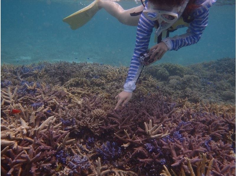 [โอกินาว่า เกาะอิชิงากิ] เพลิดเพลินกับ Churaumi "เกาะอิชิงากิ"! ดำน้ำดูปะการัง (หลักสูตรครึ่งวัน)の紹介画像