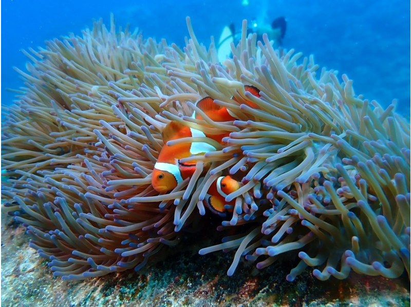 [Okinawa, Northern] Beginners are also welcome! Coral Reef Churaumi Boat Experience Diving Half-day 2 dives Great video shooting planの紹介画像