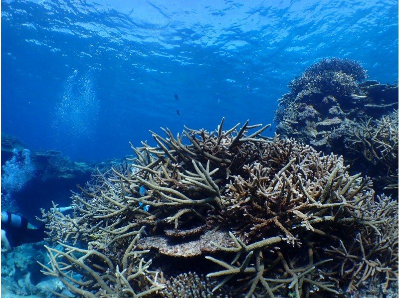 [Okinawa, Northern] Beginners are also welcome! Coral Reef Churaumi Boat Experience Diving Half-day 2 dives Great video shooting planの紹介画像