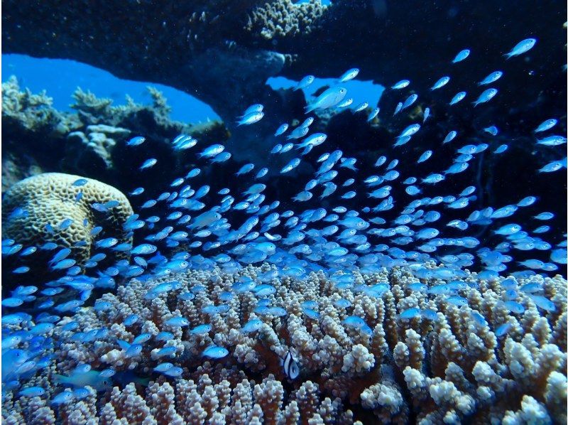 [Okinawa, Northern] Beginners are also welcome! Coral Reef Churaumi Boat Experience Diving Half-day 2 dives Great video shooting planの紹介画像