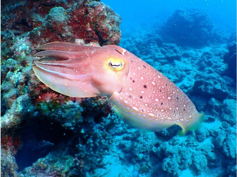 [Okinawa, Northern] Beginners are also welcome! Coral Reef Churaumi Boat Experience Diving Half-day 2 dives Great video shooting planの紹介画像