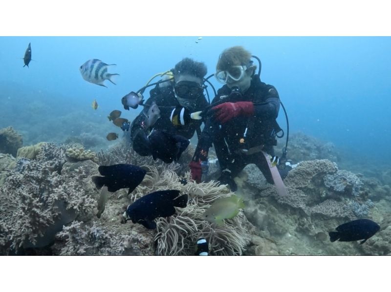 [Okinawa, Northern] Beginners are also welcome! Coral Reef Churaumi Boat Experience Diving Half-day 2 dives Great video shooting planの紹介画像