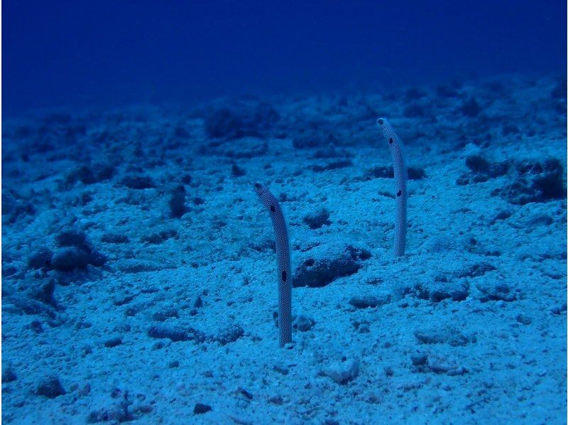 [Okinawa, Northern] Beginners are also welcome! Coral Reef Churaumi Boat Experience Diving Half-day 2 dives Great video shooting planの紹介画像