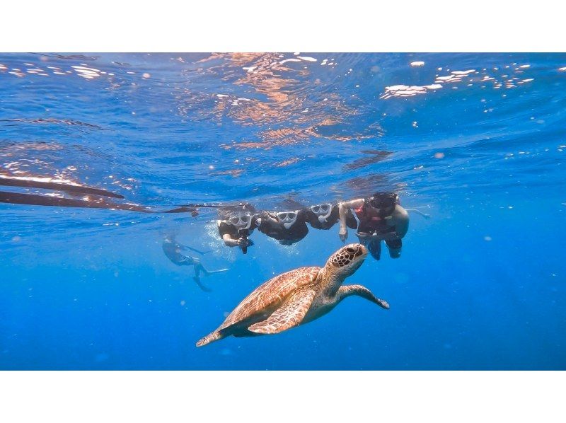 ★ウミガメ保証あり【石垣島/当日予約OK】大人気ウミガメ大捜索シュノーケル！お子様からご年配の方までしっかりサポート/撮影データ無料約2時間の紹介画像