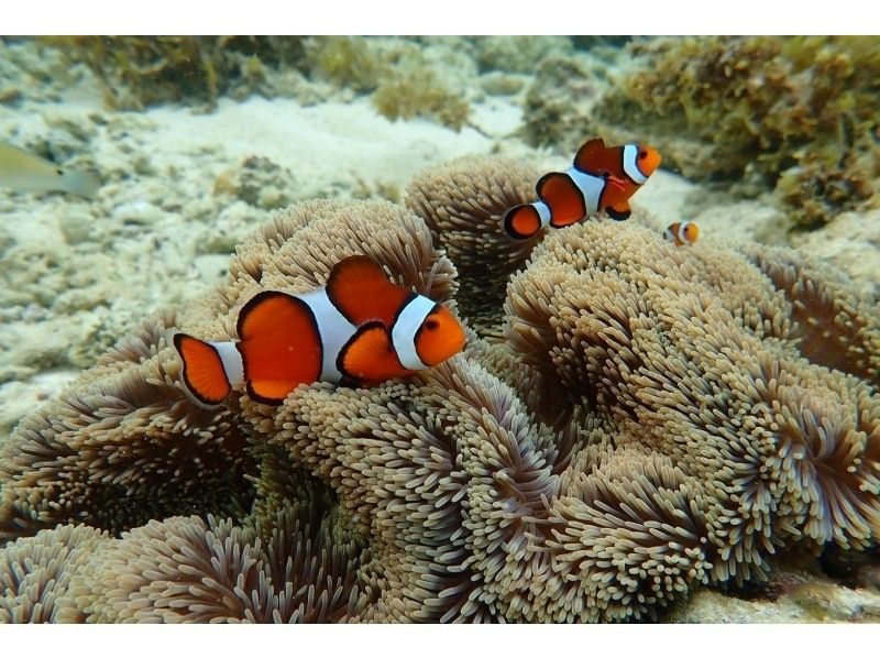 ★ウミガメ保証あり【石垣島/当日予約OK】大人気ウミガメ大捜索シュノーケル！お子様からご年配の方までしっかりサポート/撮影データ無料約2時間の紹介画像