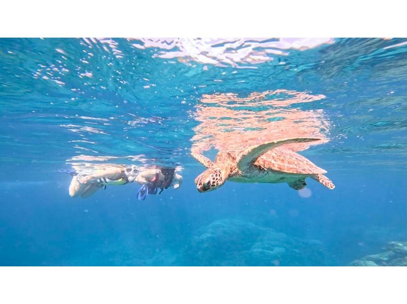 ★ウミガメ保証あり【石垣島/当日予約OK】大人気ウミガメ大捜索シュノーケル！お子様からご年配の方までしっかりサポート/撮影データ無料約2時間の紹介画像