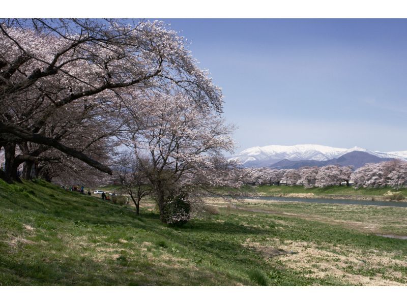 [Miyagi, Shibata] Shibata Hitome Senbonzakura! Walk along the spectacular cherry blossom road in a kimono! Rental kimono plan and optional professional photographer photoshoot availableの紹介画像