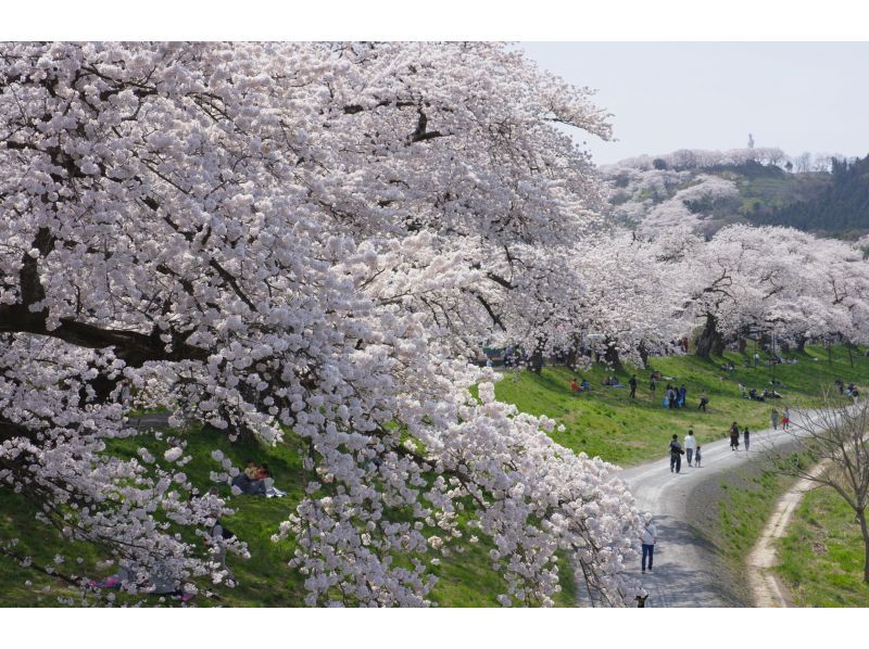 [Miyagi, Shibata] Shibata Hitome Senbonzakura! Walk along the spectacular cherry blossom road in a kimono! Rental kimono plan and optional professional photographer photoshoot availableの紹介画像