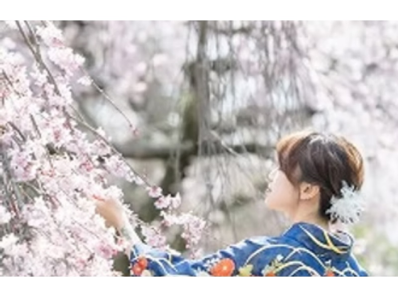 [Miyagi, Shibata] Shibata Hitome Senbonzakura! Walk along the spectacular cherry blossom road in a kimono! Rental kimono plan and optional professional photographer photoshoot availableの紹介画像