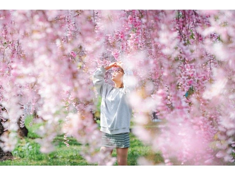 [Miyagi, Shibata] Shibata Hitome Senbonzakura! Walk along the spectacular cherry blossom road in a kimono! Rental kimono plan and optional professional photographer photoshoot availableの紹介画像