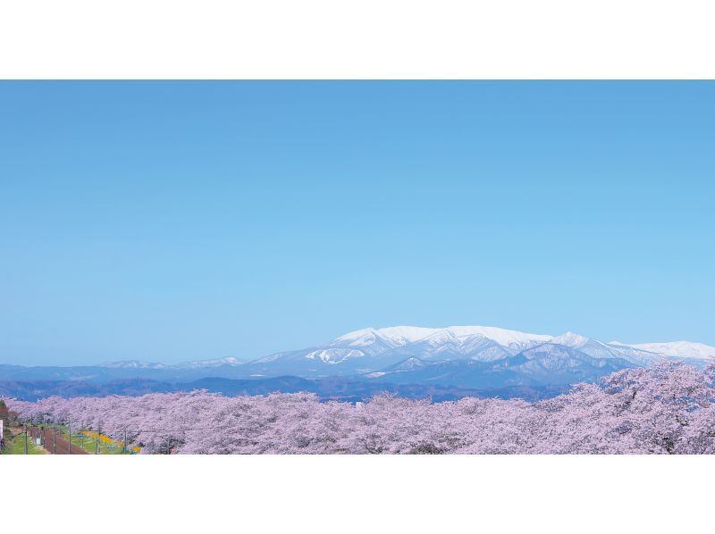 [Miyagi, Shibata] Shibata Hitome Senbonzakura! Walk along the spectacular cherry blossom road in a kimono! Rental kimono plan and optional professional photographer photoshoot availableの紹介画像