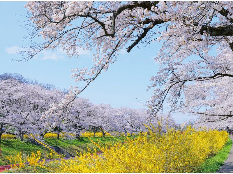 [Miyagi, Shibata] Shibata Hitome Senbonzakura! Walk along the spectacular cherry blossom road in a kimono! Rental kimono plan and optional professional photographer photoshoot availableの紹介画像