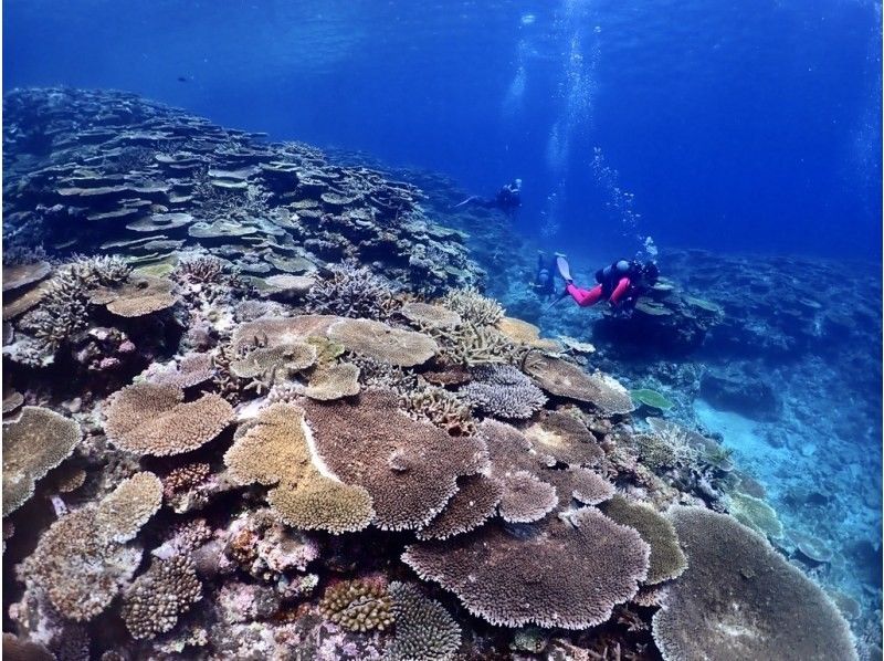 【沖縄・宮古島】地形を潜るFUNダイビング3DIVE｜1日コース｜カメラ・ライト・コンピューターレンタル無料！の紹介画像