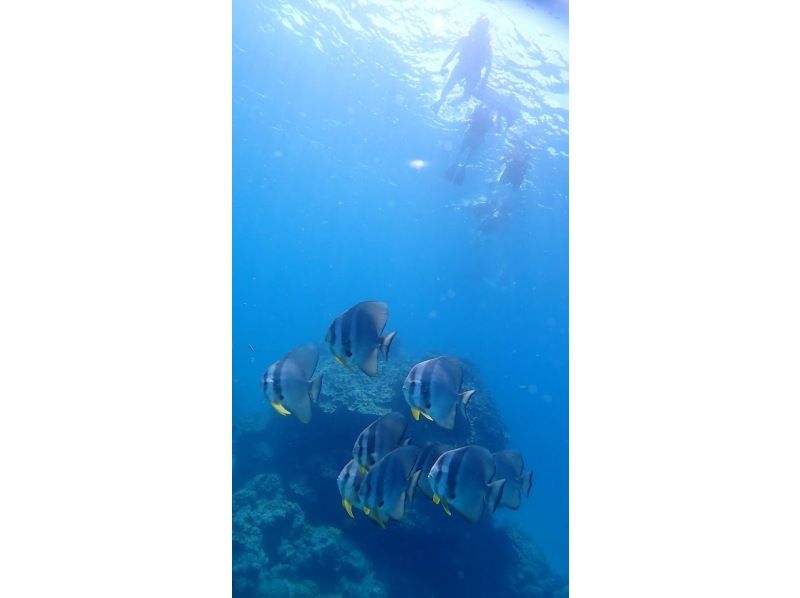 幻の島上陸＆シュノーケリングツアーの紹介画像