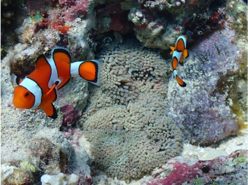 幻の島上陸＆シュノーケリングツアーの紹介画像