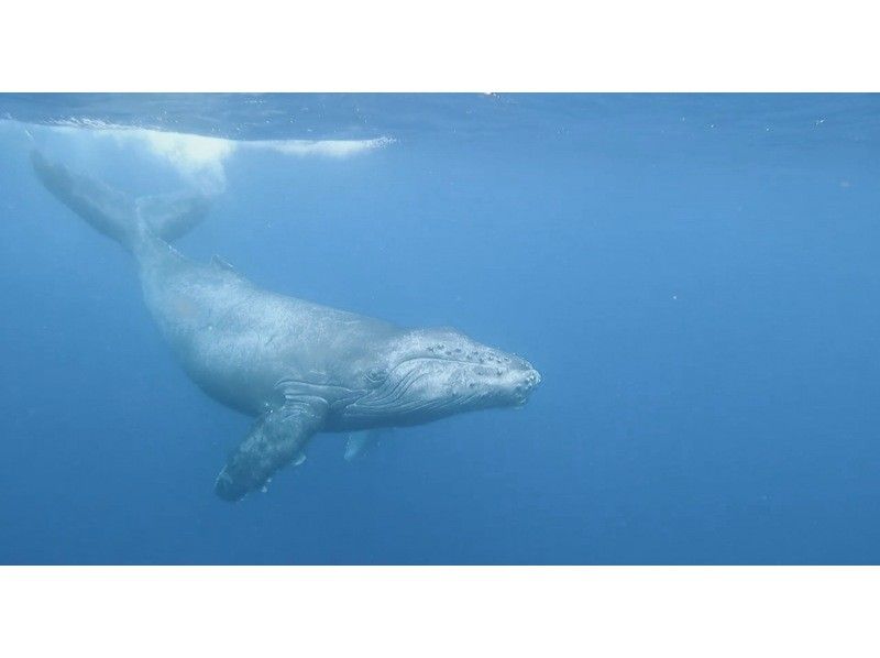 [Okinawa • Kerama] Winter only! Very popular plan! Swim with humpback whales in Kerama!の紹介画像