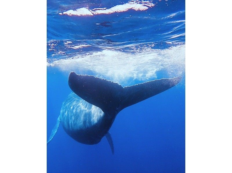 [Okinawa • Kerama] Winter only! Very popular plan! Swim with humpback whales in Kerama!の紹介画像