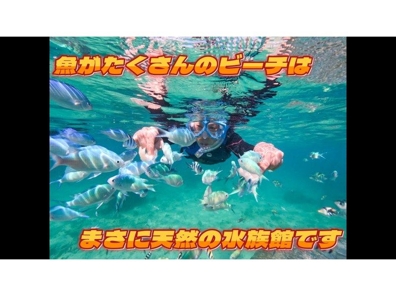 Private snorkeling on a natural beach where you have a high chance of encountering sea turtles! ~ Sea turtle exploration course ~ Free photo and video shooting ♪ Data will be presented to you after the tourの紹介画像