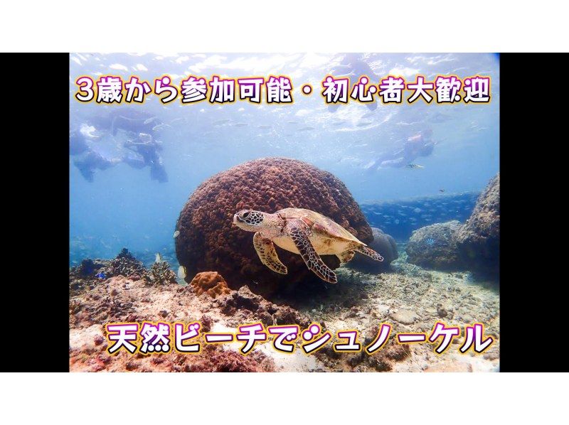 Private snorkeling on a natural beach where you have a high chance of encountering sea turtles! ~ Sea turtle exploration course ~ Free photo and video shooting ♪ Data will be presented to you after the tourの紹介画像