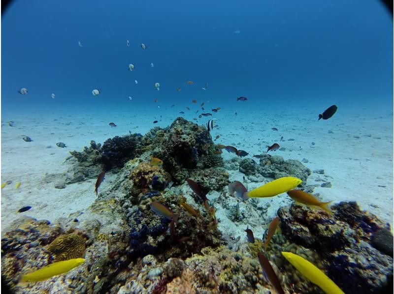 【沖繩、北谷、瀨底、水納島深潛】2次深潛體驗★初次體驗者及不會游泳者也能安心體驗！含免費接送！の紹介画像