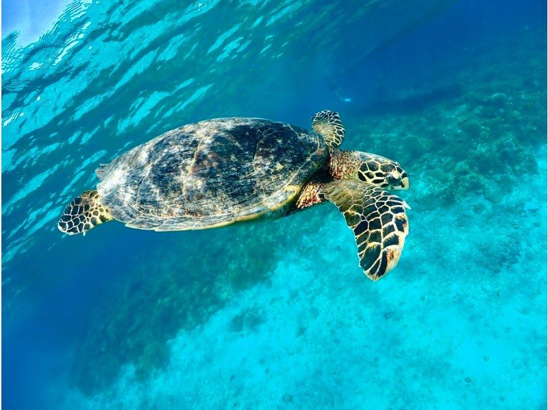 【沖繩、北谷、瀨底、水納島深潛】2次深潛體驗★初次體驗者及不會游泳者也能安心體驗！含免費接送！の紹介画像
