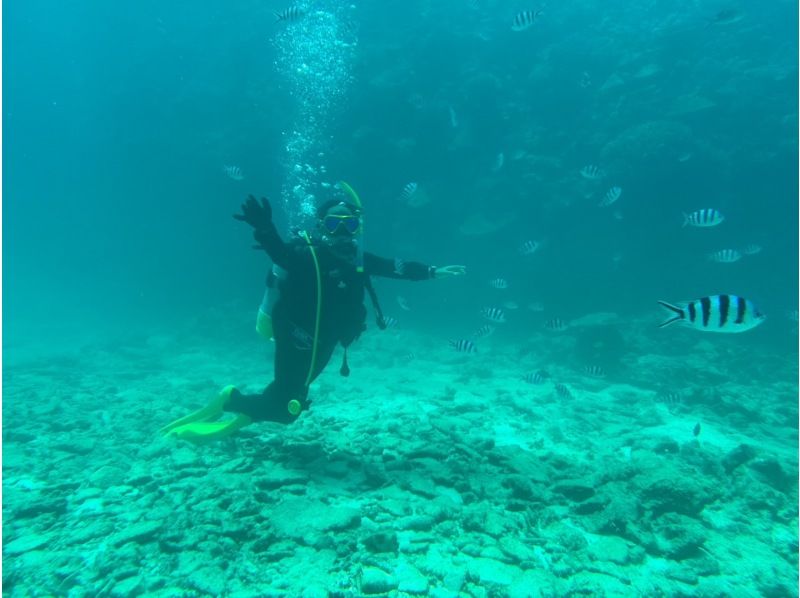【오키나와 · 차탄 출발 · 세소 · 수나지마 다이빙】 체험 다이빙 2DIVE ★ 첫 분 · 수영하지 않는 분들도 안심!の紹介画像