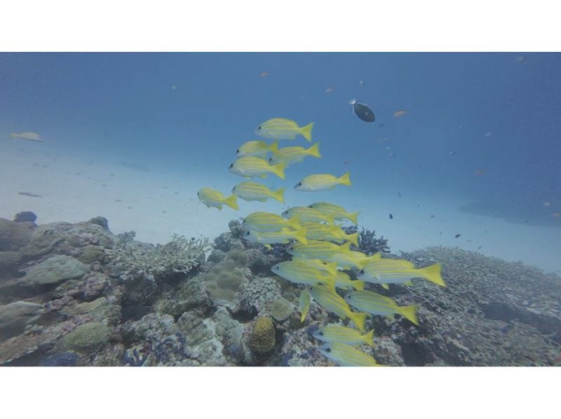 【沖繩、北谷、瀨底、水納島深潛】2次深潛體驗★初次體驗者及不會游泳者也能安心體驗！含免費接送！の紹介画像