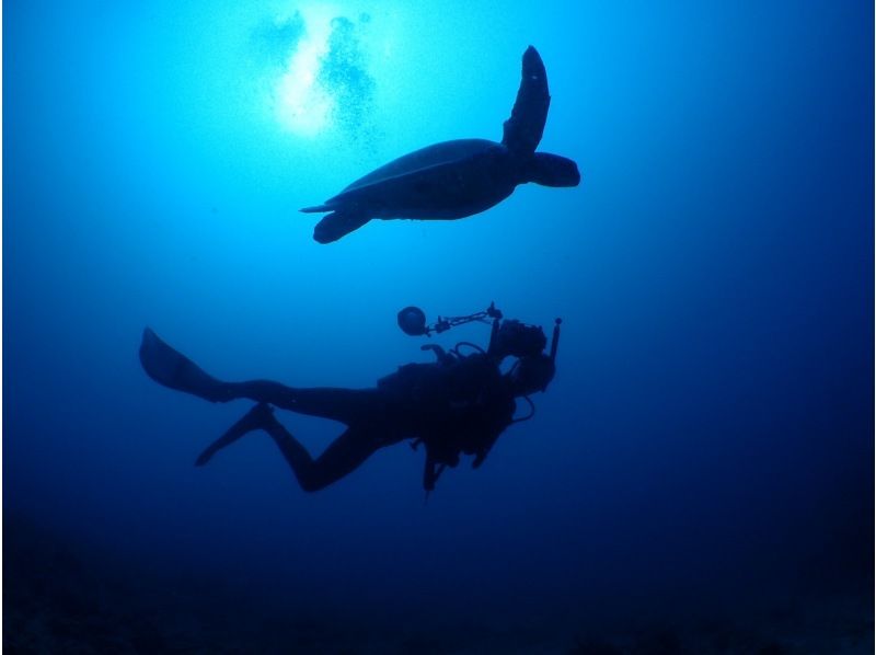 [Okinawa, Onna Village] High probability! Boat experience diving where you can meet sea turtles Half-day 2 dives Wonderful video shooting planの紹介画像