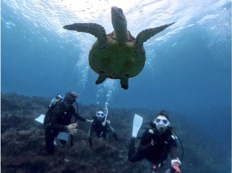 [Okinawa, Onna Village] High probability! Boat experience diving where you can meet sea turtles Half-day 2 dives Wonderful video shooting planの紹介画像