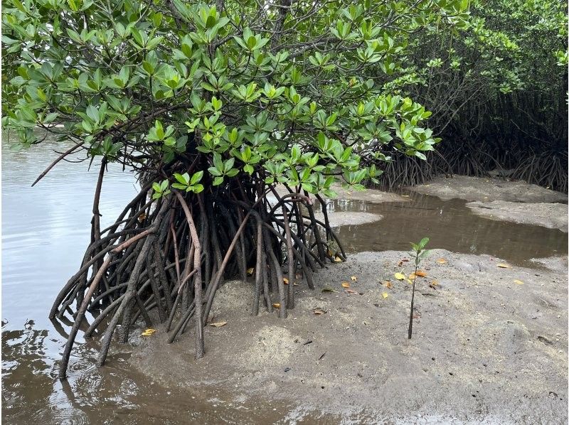 【特安/石垣島】春休みセール！！マングローブカヌー（おやつ付き）写真動画無料！（防水ケースレンタル・駐車場無料トイレ シャワー完備）の紹介画像